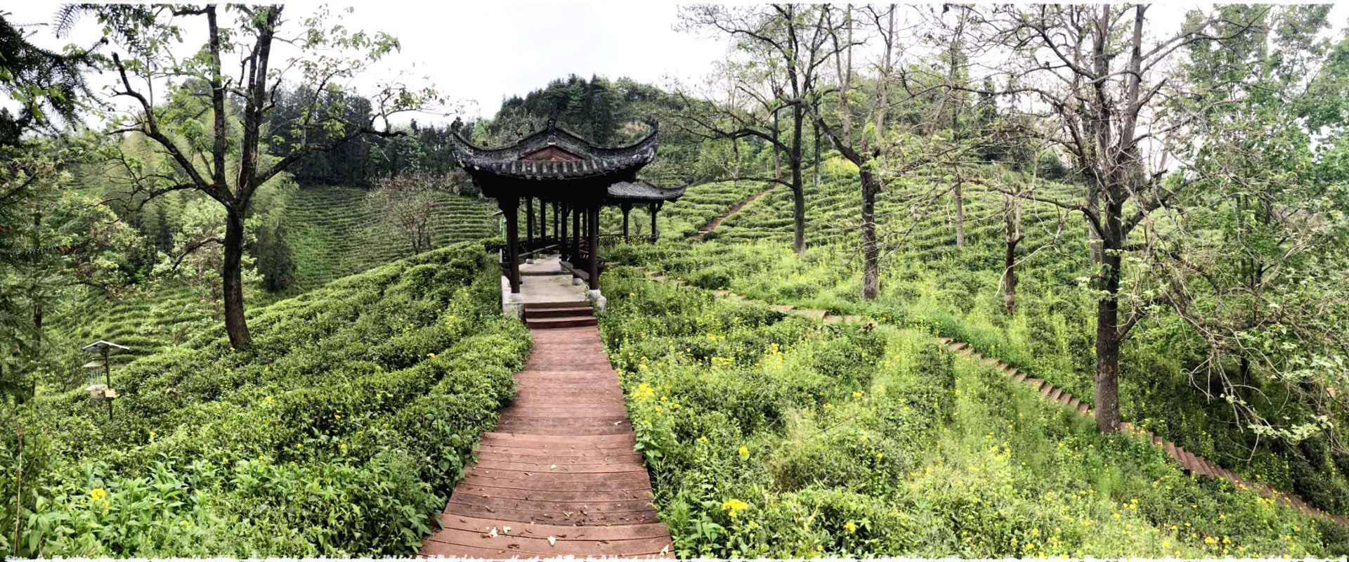 Baita Tea Garden