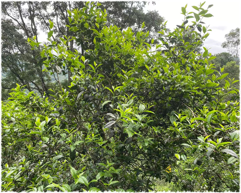 Xigui tea bush