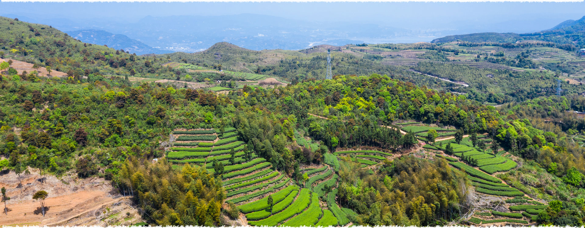 Le jardin de thé Jiayang