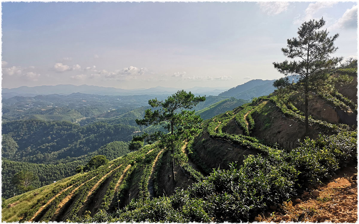 Tea Garden