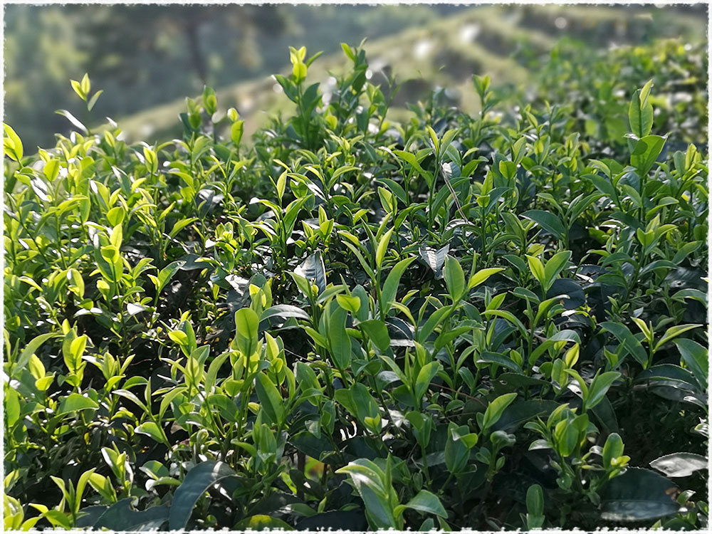 Tea Garden