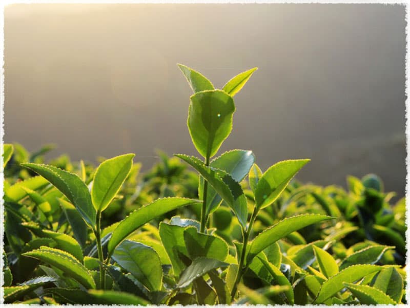 tea bush