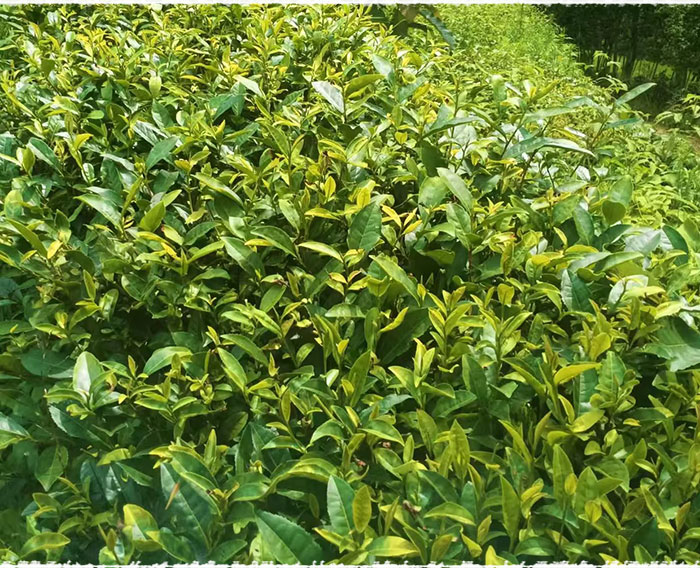 meizhan tea bush