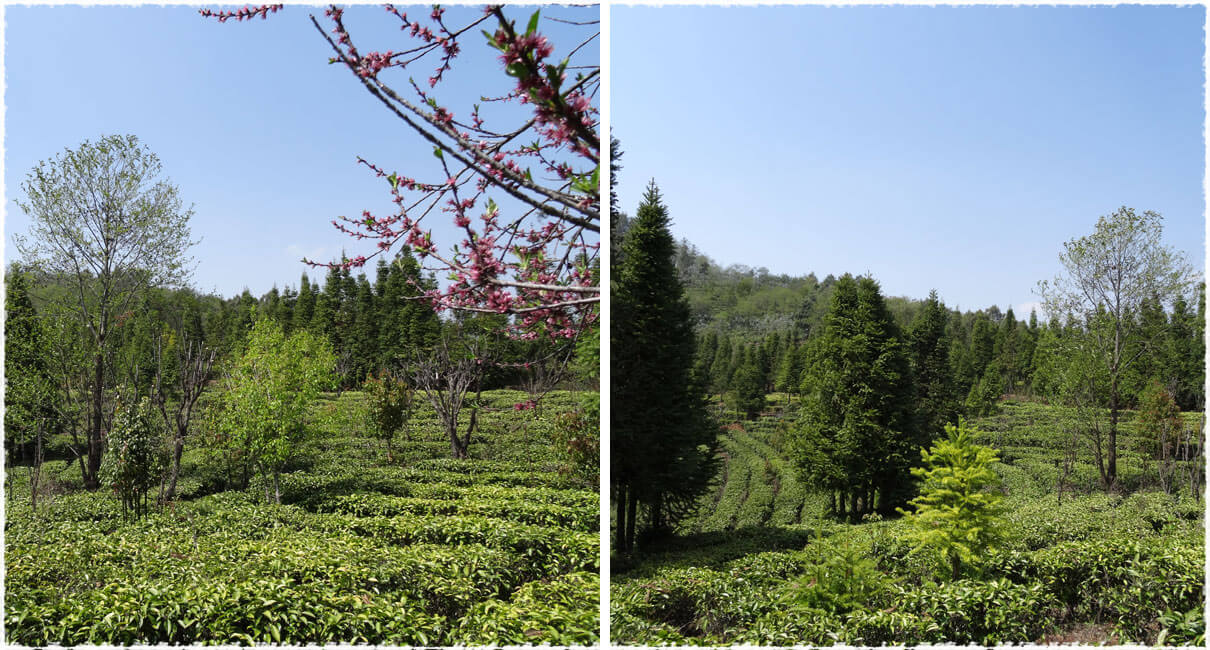 Yaming Tea Garden