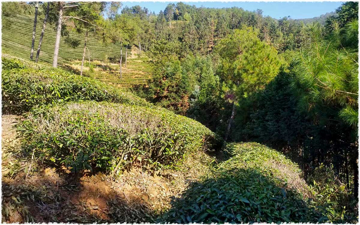 Tea Garden