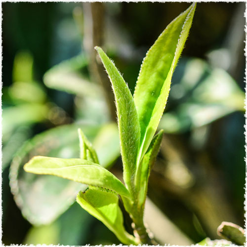 ying de tea bush
