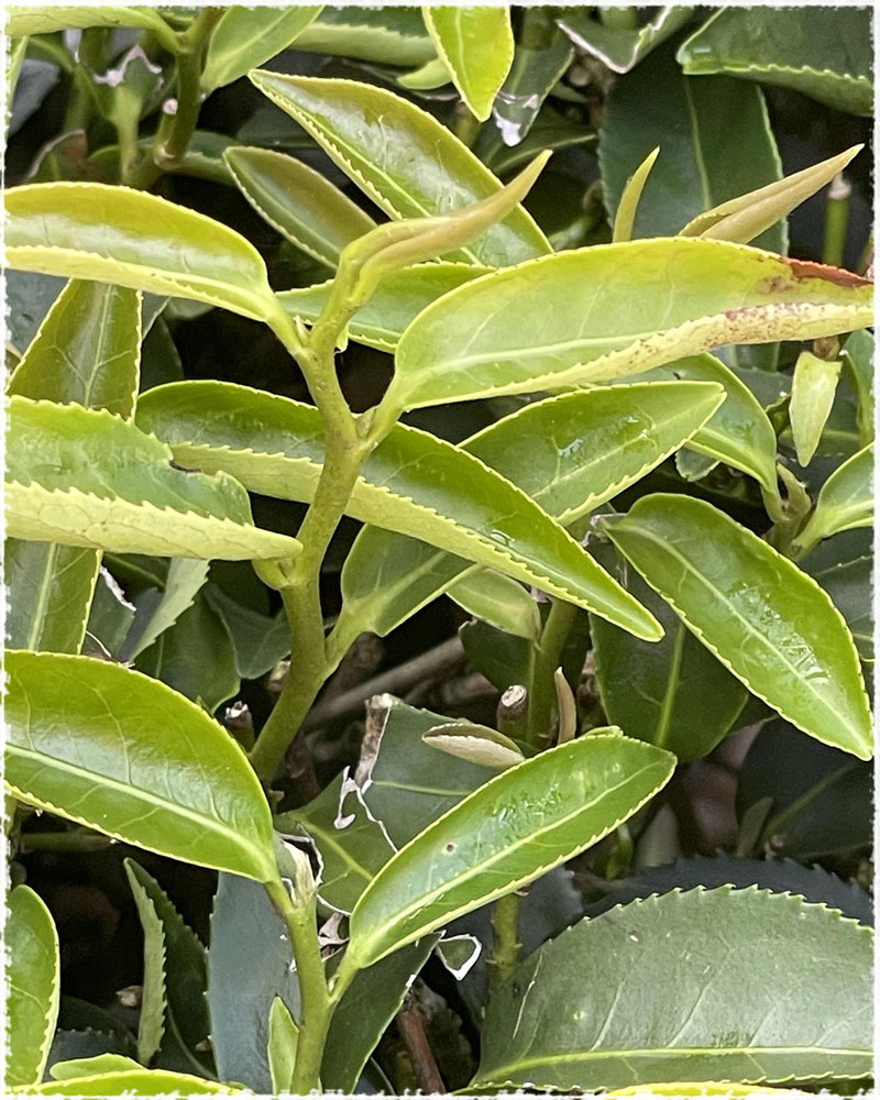 picking leaves