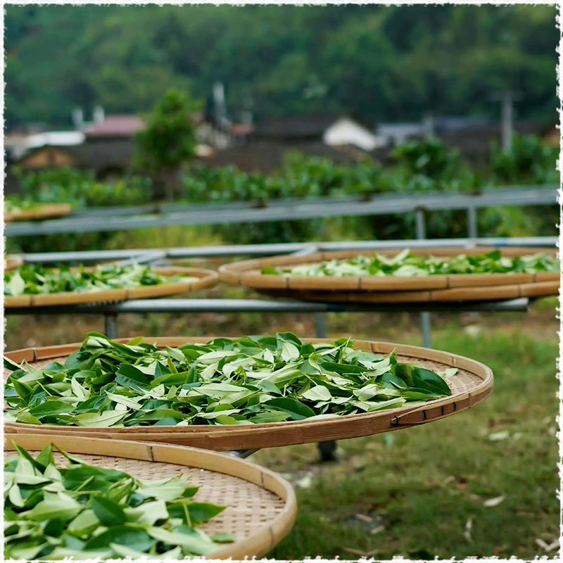 picking leaves